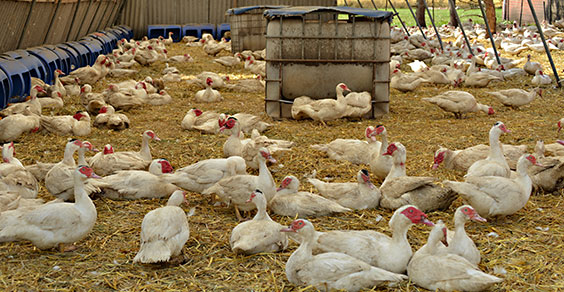 Foto: Heidjer Flugente auf dem Geflügelhof Nordheide