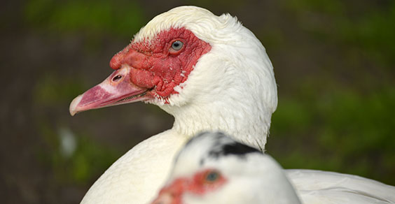 Foto: Heidjer Flugente auf dem Geflügelhof Nordheide