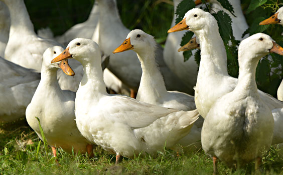 Foto: Heidjer Ente auf dem Geflügelhof Nordheide