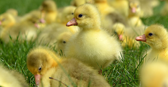 Bild: Küken Heidjer Gans auf dem Geflügelhof Nordheide