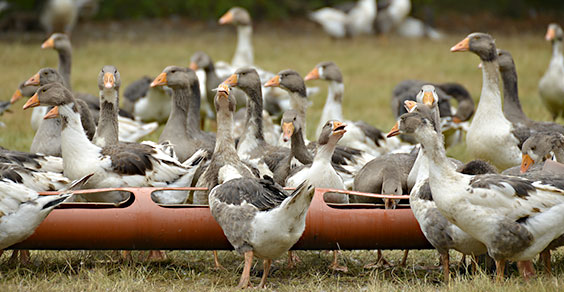 Bild: Heidjer Gans auf dem Geflügelhof Nordheide
