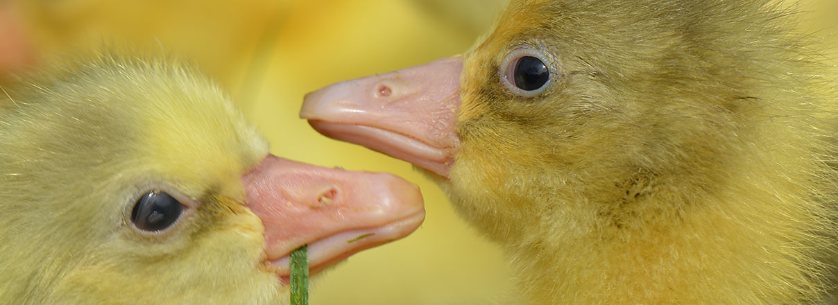 Geflügelhof Nordheide: Impression