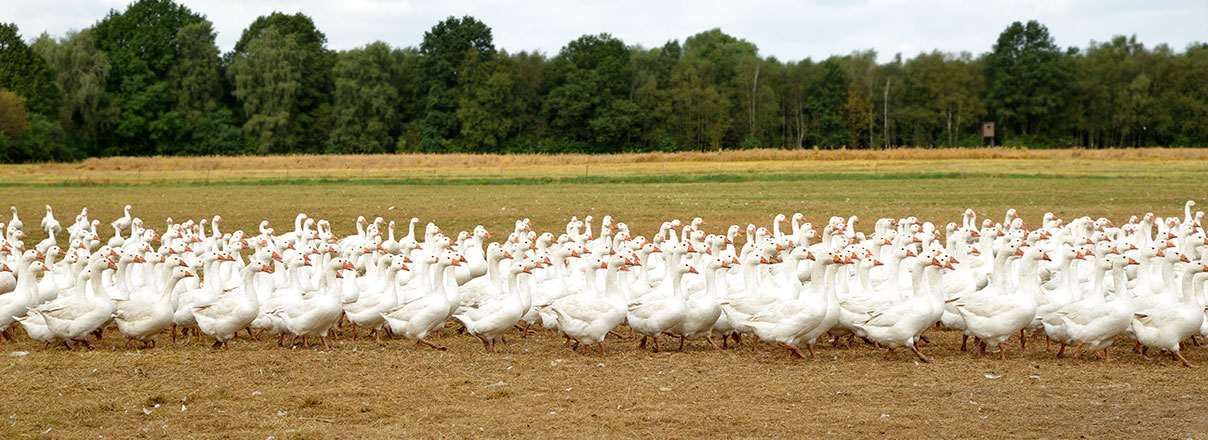 Geflügelhof Nordheide: Impression
